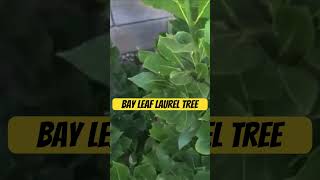 Bay Leaf Laurel Tree shorts shortvideo garden gardening farming herbs plants [upl. by Hirsh]