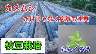 『枝豆栽培』今年こそいい枝豆を食べたい。2024年6月13日 [upl. by Vickey410]