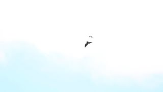 Bald Eagle vs Peregrine Falcon [upl. by Ahseem562]