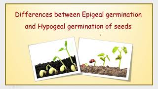 Differences between Epigeal germination and Hypogeal germination of seeds [upl. by Neleh]