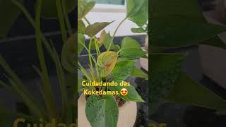 Cuidando das Kokedamas😍 [upl. by Dier609]