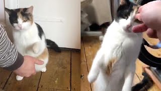 Deaf Cat Communicates With Owners Through Sign Language [upl. by Acessej]