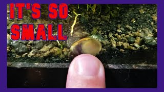 Have I Bred Nerite Snails In Fresh Water [upl. by Abehsat]