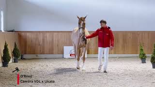 ORiley Carrera VDL x Ukato [upl. by Aoh]