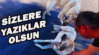 Araba KÖPEĞE çarptı ve kaçtı  MOTOSİKLET ile VETERİNER kliniği aradım [upl. by Kobi]