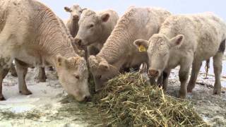 cows eating greenfeed decemeber 2013 charmark charolais [upl. by Ahseym]