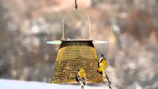 PerkyPet® Original Brass Wild Bird Feeder [upl. by Terbecki]