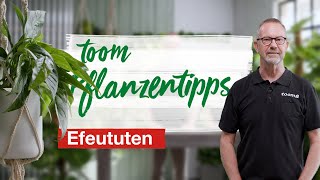 toom Pflanzentipps – Efeututen  toom Baumarkt [upl. by Paulina]