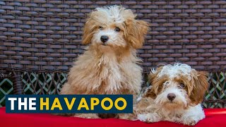 Havapoo Is The Havanese Poodle Mix The Smartest Dog You Will Ever Meet [upl. by Minta]