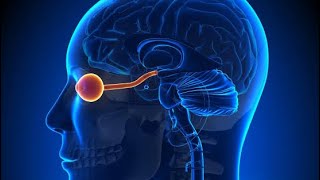 Jeavons syndrome  Epilepsy with Eyelid Myoclonia [upl. by Akimal643]