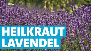 Wie Lavendel als Heilpflanze genutzt wird [upl. by Alleciram]