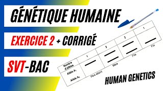 GÉNÉTIQUE HUMAINE Analyse des résultats délectrophorèse de lADN  Exercice 2  Corrigé [upl. by Anatol864]