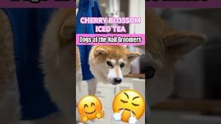 Cherry Blossom Iced Tea DOGE cutenessoverload [upl. by Cr]