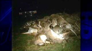 Odiferous Pile Of Dead Deer Upsets Neighbors [upl. by Ancelin]