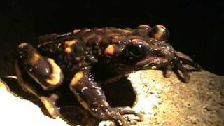 Telmatobufo venustus Anfibios de Chile [upl. by Enaed]