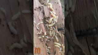 Drywood Termites Colony inside a Wood with a Soldier [upl. by Oilcareh]