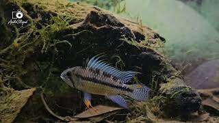 WC Apistogramma cf Cacatuoides Rio Purus the female is taking care of a spawning again [upl. by Tarrsus]