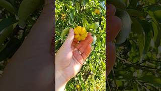 Stans Citremon Lemon x Trifoliate Orange hardycitrus citrus gardening [upl. by Kempe589]