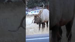 Unicorn Bull Elk in Estes Park Colorado [upl. by Garry]