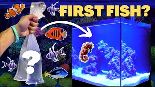 BUYING FISH for The 20G SALTWATER AQUARIUM Beginners Guide [upl. by Hjerpe68]