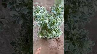 Let’s propagate aralia plantvariegated aralia from cuttingsyoutubeshorts shorts trending [upl. by Aehsel]