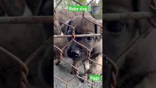 Pggt baby dog pggt 1billionauidition video 1billion satisfying dogshorts beautiful dog [upl. by Giavani688]