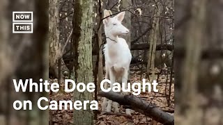 OH DEER Extremely Rare Albino Deer Spotted in Ohio 👀 [upl. by As]