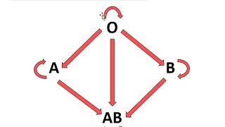 Grupos Sanguíneos ABO e Rh Prof Eymael  Biologia [upl. by Atauqal]