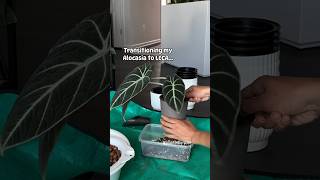 Transitioning Alocasia To Leca selfwatering alocasia soilless indoorplants plantparent [upl. by Tecu]