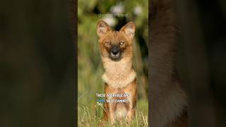 Dhole  Asias Rare Wild Dogs [upl. by Arreic]