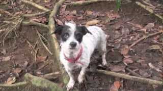 Little Dog Attacked by Crocodile [upl. by Ojela]