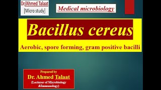 Bacillus cereus quotMedical microbiology [upl. by Pessa]