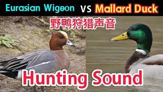 Eurasian Wigeon and Mallard Ducks Mix Hunting Call Ducks Hunting Sound waterbird waterfowl duck [upl. by Nitram]