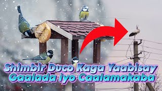 Shimbirtii ducada kaga yaabisay gaalda iyo caalamkaba  shimbirkii gurigeeda laga dumiyaay  birds [upl. by Ahsieyn]