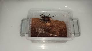 Feeding my little Chromatopelma cyaneopubescens GBB tarantula [upl. by Dumm]