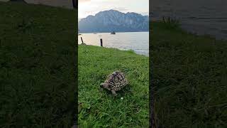 Speedy the turtle speeding on the shores of lake Attersee by sunrise [upl. by Nica]