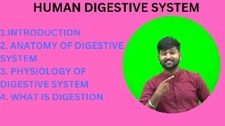 digestive system  digestive system of human body  Anatomy and Physiology of Digestive System [upl. by Htevi52]