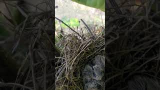 Dove Nest On my Banana [upl. by Saravat179]