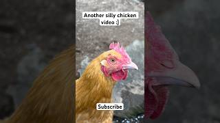 Why chickens Why chickens chickenshorts chicks funny backyardchickens funnychicken [upl. by Fauver]