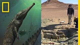 Giant Prehistoric Crocodile Discovered in Tunisia  National Geographic [upl. by Dnamron]