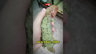 Northern caiman lizardanimals video youtubeshorts shorts subscribe [upl. by Wini]