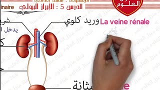 درس الإبراز البولي مستوى الثالثة إعدادي الجزء الأول  Excrétion urinaire 3AC SVT [upl. by Eniffit]