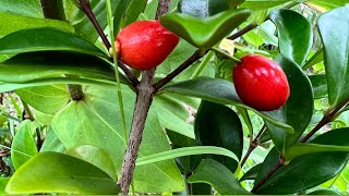 Another SeedGrown Fruit Tree Australian Beach Cherry Tree Eugenia reinwardtiana Cedar Bay Cherry [upl. by Ahseenak790]