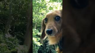 Dachshund Feeling the wind in cute face doglife cutedachshund [upl. by Zarihs244]