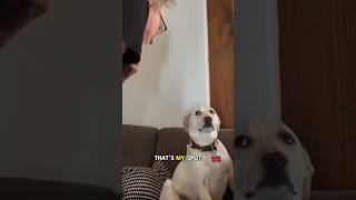 Grandpa Wins Argument With Dog Over Couch Seat [upl. by Nylehtak]