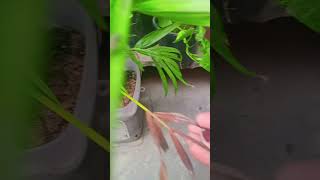 Best plant leaving room indoor plantarecapalmcare gardening please subscribe [upl. by Nyliac916]