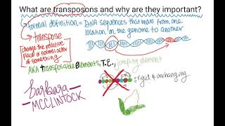 What are TransposonsTransposable Elements [upl. by Rosemonde]