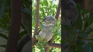 Koala  San Diego Zoo [upl. by Acirderf]