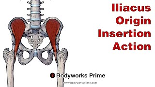 Iliacus Anatomy Origin Insertion amp Action [upl. by Donovan895]