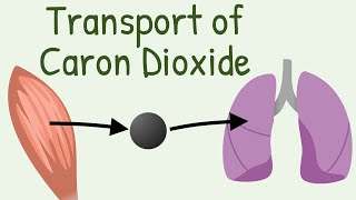 Transport of Carbon Dioxide in blood [upl. by Ioab438]